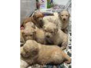 Golden Retriever Puppy for sale in Doniphan, MO, USA