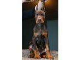 Doberman Pinscher Puppy for sale in Portland, OR, USA