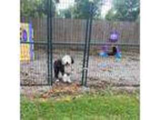 Old English Sheepdog Puppy for sale in Lepanto, AR, USA