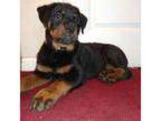 Rottweiler Puppy for sale in Richmond, CA, USA