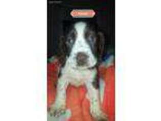 English Springer Spaniel Puppy for sale in Moody, MO, USA