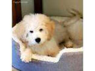 Goldendoodle Puppy for sale in Vernonia, OR, USA
