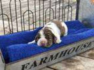 Cocker Spaniel Puppy for sale in Weatherford, TX, USA