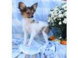 Papillon Puppy for sale in Dover, OH, USA