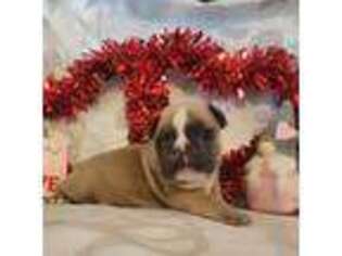 French Bulldog Puppy for sale in Hartman, AR, USA