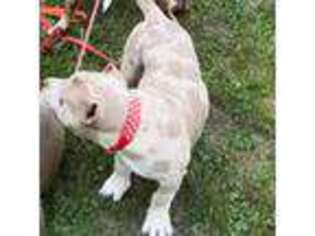 Mutt Puppy for sale in Frankfort, NY, USA