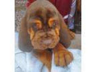 Bloodhound Puppy for sale in Goodyear, AZ, USA