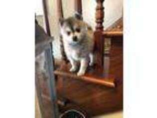 Mutt Puppy for sale in Marion, OH, USA