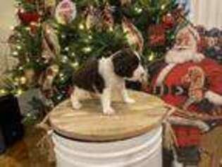English Springer Spaniel Puppy for sale in Columbus, NC, USA