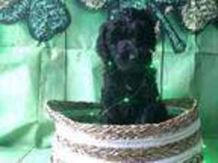 Goldendoodle Puppy for sale in Wurtland, KY, USA