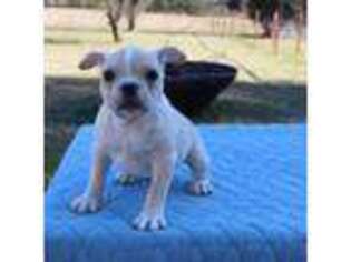 French Bulldog Puppy for sale in Greenville, TX, USA