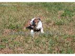 Bulldog Puppy for sale in Hudson, FL, USA