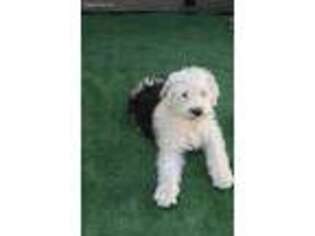 Old English Sheepdog Puppy for sale in Broomfield, CO, USA