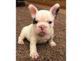 French Bulldog Puppy for sale in Waco, TX, USA