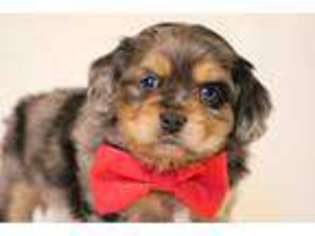 Cocker Spaniel Puppy for sale in Thurmont, MD, USA