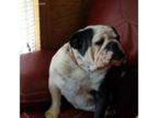 Bulldog Puppy for sale in Troy, NC, USA