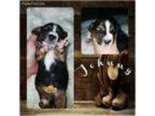 Basset Hound Puppy for sale in Fostoria, OH, USA