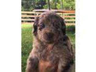 Mutt Puppy for sale in Salt Lick, KY, USA