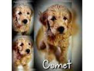 Labradoodle Puppy for sale in State Road, NC, USA