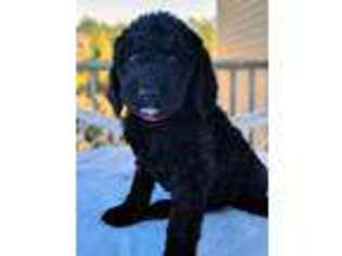 Goldendoodle Puppy for sale in Metter, GA, USA