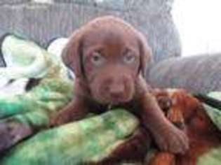 Labrador Retriever Puppy for sale in Royse City, TX, USA