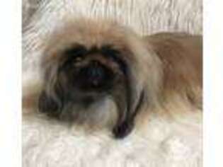 Pekingese Puppy for sale in Newcomerstown, OH, USA