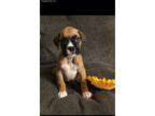 Boxer Puppy for sale in New Castle, DE, USA