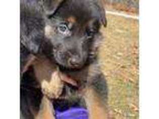 German Shepherd Dog Puppy for sale in Brainerd, MN, USA