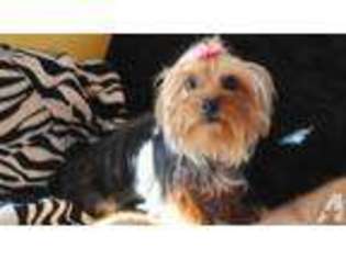 Yorkshire Terrier Puppy for sale in HOBART, NY, USA