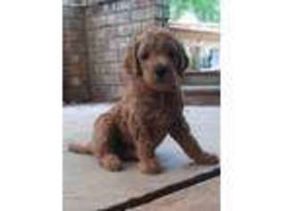 Goldendoodle Puppy for sale in Bossier City, LA, USA