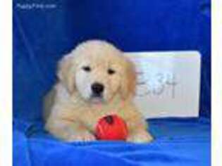 Golden Retriever Puppy for sale in Dallas, NC, USA