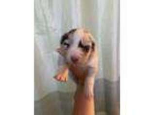 Australian Shepherd Puppy for sale in Stockton, CA, USA