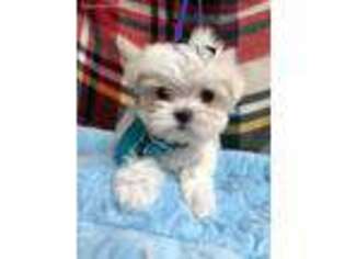Maltese Puppy for sale in Lubbock, TX, USA