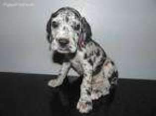 Great Dane Puppy for sale in Bartow, FL, USA