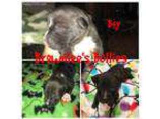 Mutt Puppy for sale in Redfield, AR, USA