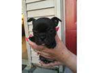 Mutt Puppy for sale in Shelbyville, KY, USA