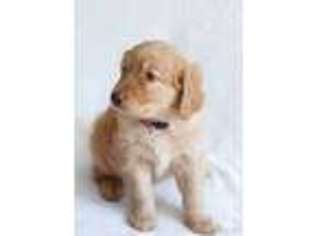 Labradoodle Puppy for sale in Newbury Park, CA, USA