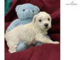 Coton de Tulear Puppy for sale in Jacksonville, FL, USA