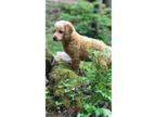 Goldendoodle Puppy for sale in Highlands, NC, USA