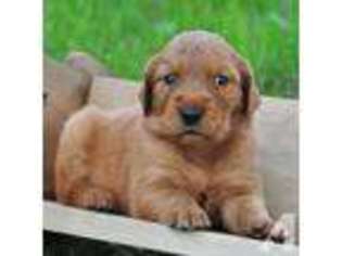 Golden Retriever Puppy for sale in PRAIRIE DU CHIEN, WI, USA