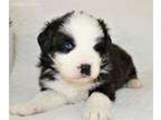 Australian Shepherd Puppy for sale in Leander, TX, USA
