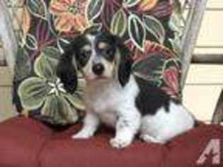 Dachshund Puppy for sale in ESTACADA, OR, USA