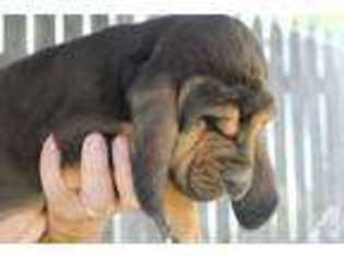 Bloodhound Puppy for sale in MARION, MI, USA