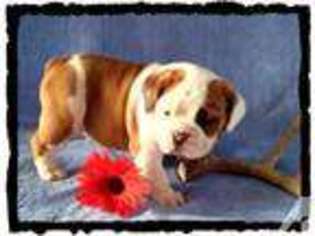 Olde English Bulldogge Puppy for sale in LISBON, OH, USA