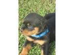 Rottweiler Puppy for sale in Whitney Point, NY, USA