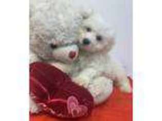 Bichon Frise Puppy for sale in Dayton, OH, USA