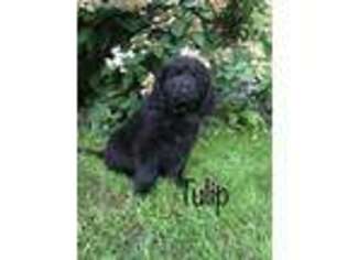 Newfoundland Puppy for sale in Wisconsin Rapids, WI, USA