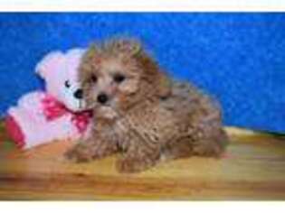 Goldendoodle Puppy for sale in Chilton, WI, USA