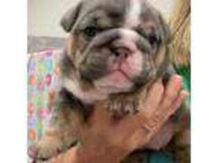 Bulldog Puppy for sale in Emporia, KS, USA