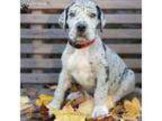 Great Dane Puppy for sale in Minerva, OH, USA